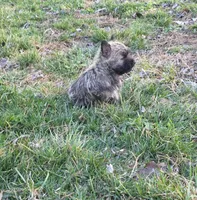 Widow 1, a female Cairn Terrier for sale in Buffalo, MO – Photo 5 of 10