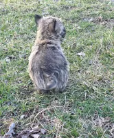 Widow 1, a female Cairn Terrier for sale in Buffalo, MO – Photo 9 of 10