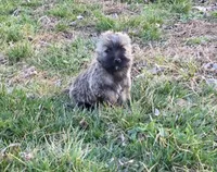 Widow 1, a female Cairn Terrier for sale in Buffalo, MO – Photo 1 of 10