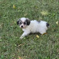 Million M1, a male Yorkipoo for sale in Buffalo, MO – 1 of 8