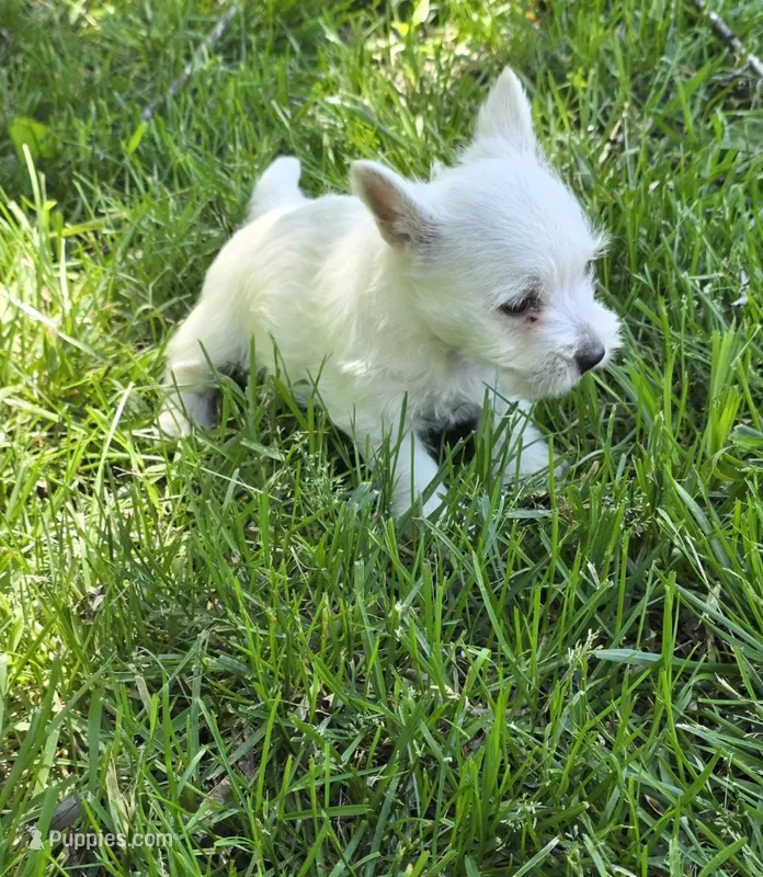 Little guy – West Highland White Terrier puppy for sale in Buffalo, MO