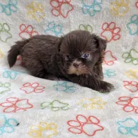 Lilly bear F, a female Shih Tzu for sale in Buffalo, MO – 4 of 10