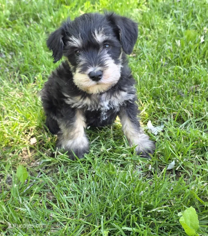 Windy M1 – Miniature Schnauzer puppy for sale in Buffalo, MO