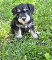 Windy M1, a male Miniature Schnauzer for sale in Buffalo, MO – 1 of 5