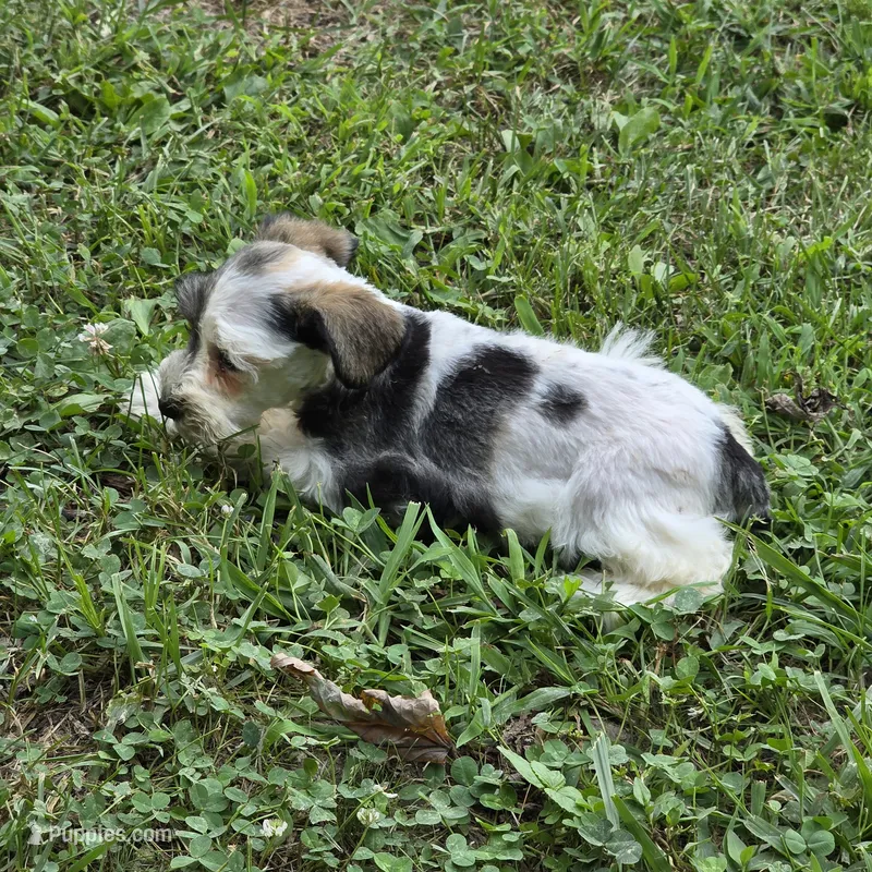 Blk/white F – Miniature Schnauzer puppy on hold in Buffalo, MO