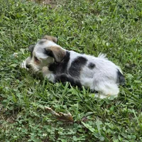 Blk/white F, a female Miniature Schnauzer for sale in Buffalo, MO – 1 of 5