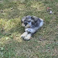Mazie M, a male Miniature Schnauzer for sale in Buffalo, MO – 2 of 8