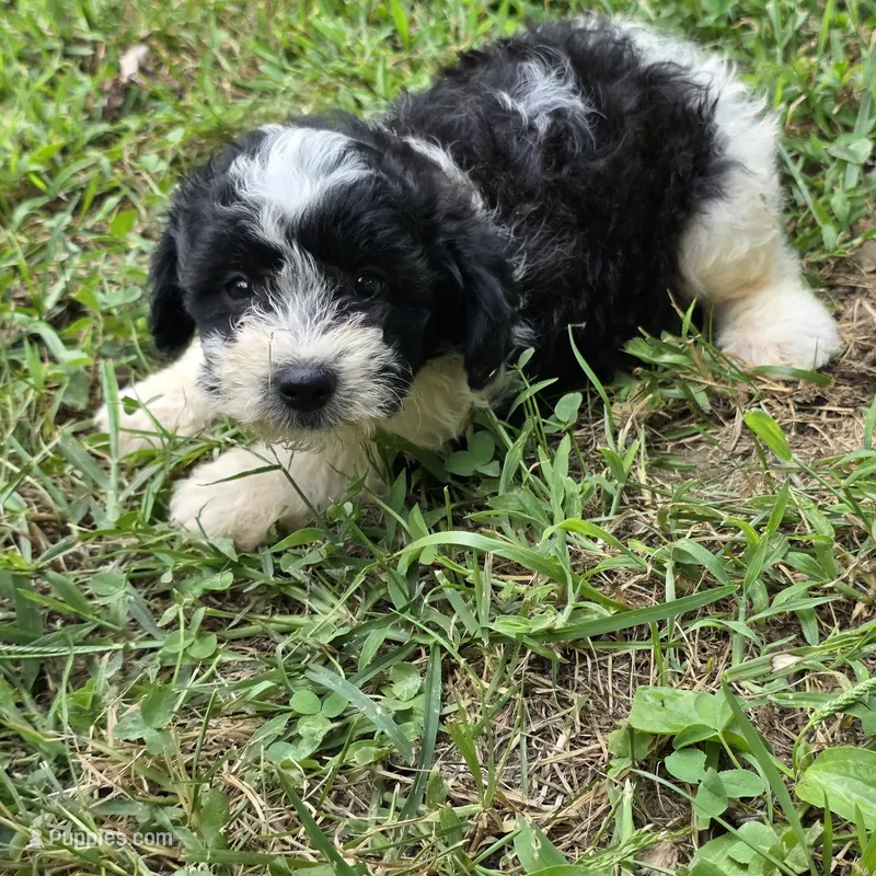 Autumn F2 – Schnoodle puppy for sale in Buffalo, MO