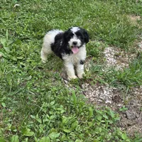Autumn F2, a female Schnoodle for sale in Buffalo, MO – 5 of 8