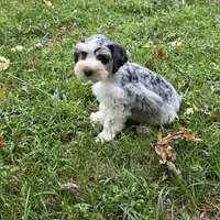Merle M, a male Miniature Schnauzer for sale in Buffalo, MO – 2 of 9