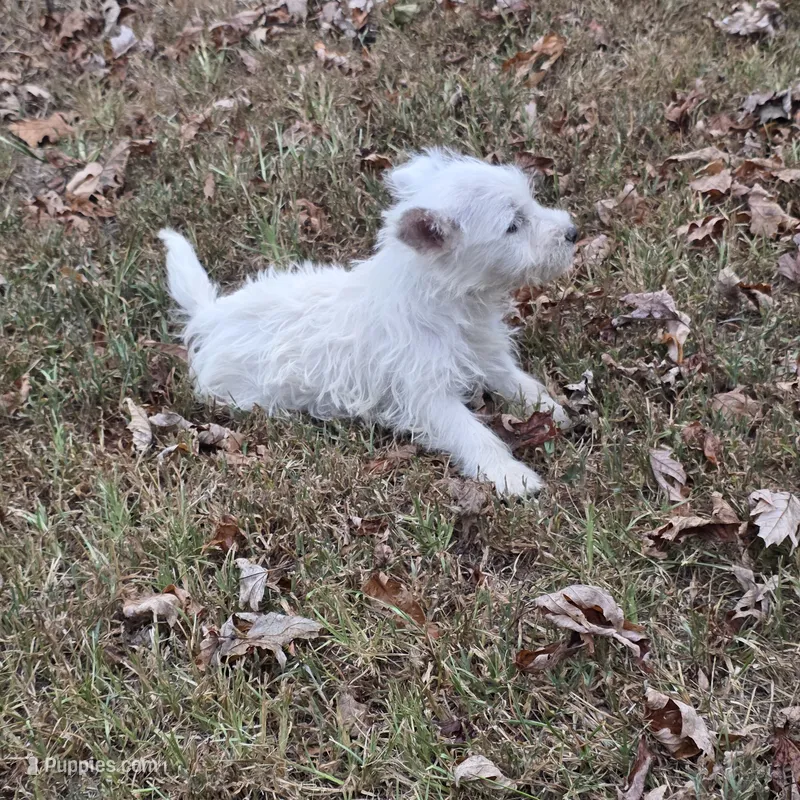 Darling – West Highland White Terrier puppy for sale in Buffalo, MO