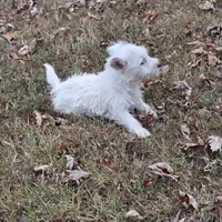 Darling, a female West Highland White Terrier for sale in Buffalo, MO – 1 of 4