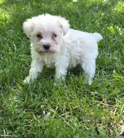 Windy F1, a female Miniature Schnauzer for sale in Buffalo, MO – 2 of 4