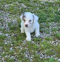 Yorkipoo M3, a male Yorkipoo for sale in Buffalo, MO – 3 of 8