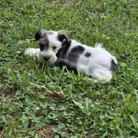 Blk/white F, a female Miniature Schnauzer for sale in Buffalo, MO – 5 of 5