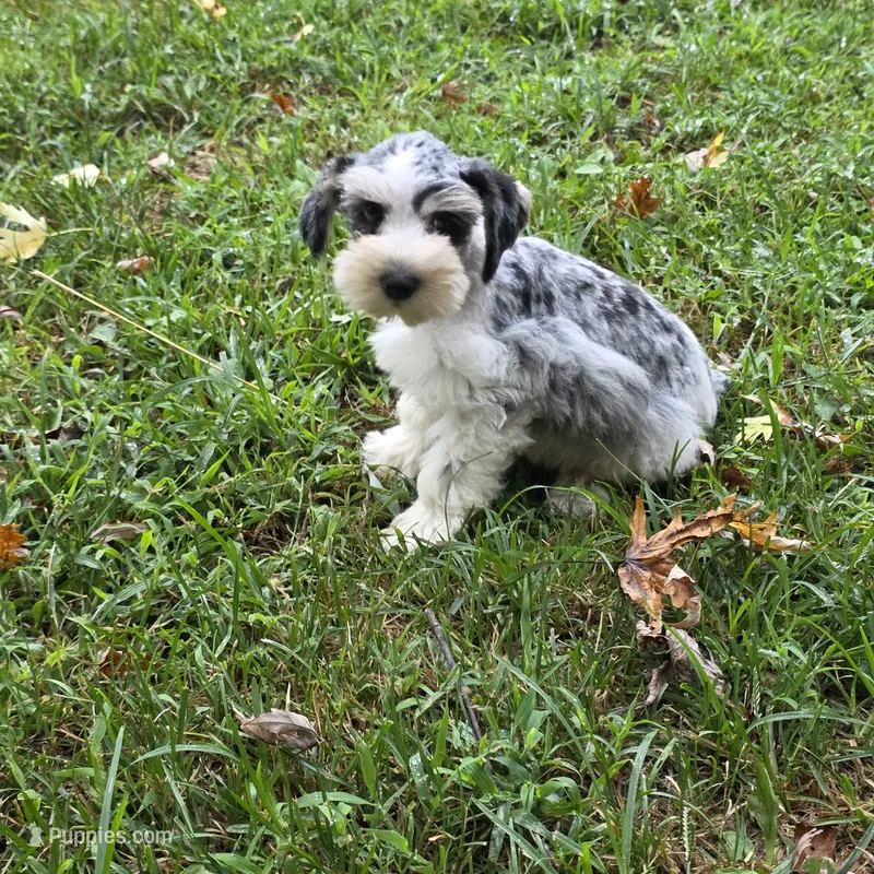 Merle M – Miniature Schnauzer puppy for sale in Buffalo, MO