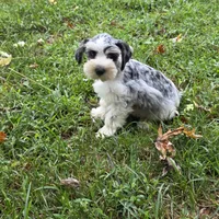 Merle M, a male Miniature Schnauzer for sale in Buffalo, MO – 1 of 9