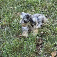 Merle M, a male Miniature Schnauzer for sale in Buffalo, MO – 2 of 5