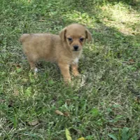 Harmony M1, a male Chorkie for sale in Buffalo, MO – 6 of 9