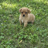 Harmony M1, a male Chorkie for sale in Buffalo, MO – 7 of 9