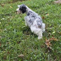 Merle M, a male Miniature Schnauzer for sale in Buffalo, MO – 6 of 9