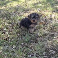 Sweetie F, a female Yorkshire Terrier for sale in Buffalo, MO – 7 of 7