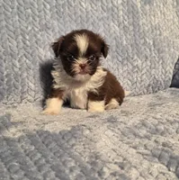 Rosalita Tiny F1, a female Shih Tzu for sale in Buffalo, MO – 1 of 8