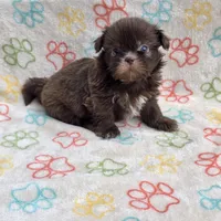 Lilly bear F, a female Shih Tzu for sale in Buffalo, MO – 9 of 10