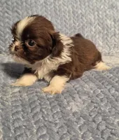 Rosalita Tiny F1, a female Shih Tzu for sale in Buffalo, MO – 6 of 8