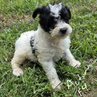 Autumn F4, a female Schnoodle for sale in Buffalo, MO – 3 of 6