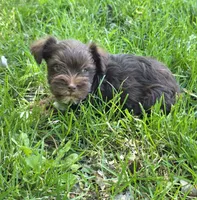 Windy F2, a female Miniature Schnauzer for sale in Buffalo, MO – 1 of 5