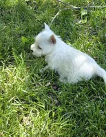 Little guy, a male West Highland White Terrier for sale in Buffalo, MO – 2 of 4
