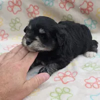 Blk/tan male, a male Miniature Schnauzer for sale in Buffalo, MO – 4 of 5