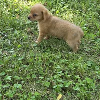 Harmony M1, a male Chorkie for sale in Buffalo, MO – 2 of 9
