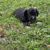 Autumn F3, a female Schnoodle for sale in Buffalo, MO – 3 of 3