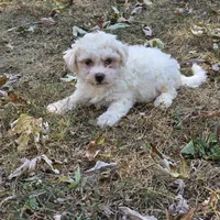 Autumn M, a male Bichon Frise for sale in Buffalo, MO – 4 of 7