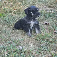 Beauty, a female Miniature Schnauzer for sale in Buffalo, MO – 10 of 10