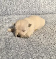 processed/924d86b9-d6ab-404f-8687-b265094a89be/listing/c2e0a9b3-1e5e-46e8-8200-f79d20b062b9/2a8485b9-7210-42e2-8538-6e8499a5d439