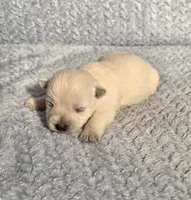 processed/924d86b9-d6ab-404f-8687-b265094a89be/listing/c2e0a9b3-1e5e-46e8-8200-f79d20b062b9/2d97bcc9-de9d-4fca-8a68-b977489b8056