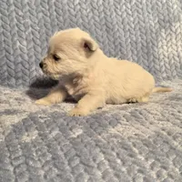 Demeter F, a female West Highland White Terrier for sale in Buffalo, MO – Photo 1 of 8