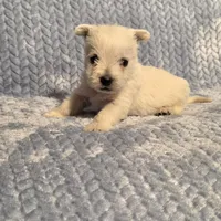 Demeter F, a female West Highland White Terrier for sale in Buffalo, MO – Photo 5 of 8