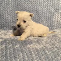 Demeter F, a female West Highland White Terrier for sale in Buffalo, MO – Photo 4 of 8