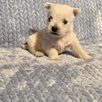 Demeter F, a female West Highland White Terrier for sale in Buffalo, MO – Photo 2 of 8