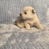 Demeter F, a female West Highland White Terrier for sale in Buffalo, MO – Photo 7 of 8