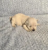 processed/924d86b9-d6ab-404f-8687-b265094a89be/listing/c2e0a9b3-1e5e-46e8-8200-f79d20b062b9/b3648c88-c379-4408-8c18-20d20ac25e76