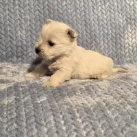 Demeter F, a female West Highland White Terrier for sale in Buffalo, MO – Photo 3 of 8