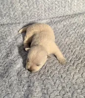 processed/924d86b9-d6ab-404f-8687-b265094a89be/listing/c2e0a9b3-1e5e-46e8-8200-f79d20b062b9/c3342d75-cad4-44ec-a0e4-add25948d0a9