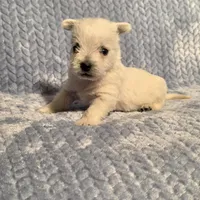Demeter F, a female West Highland White Terrier for sale in Buffalo, MO – Photo 8 of 8