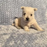 Demeter F, a female West Highland White Terrier for sale in Buffalo, MO – Photo 6 of 8