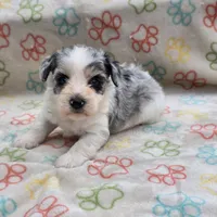 Izzy ice M4, a male Miniature Schnauzer for sale in Buffalo, MO – 2 of 10
